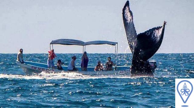 Vida marina en San Salvador: Lugares para el avistamiento de fauna marina y actividades acuáticas